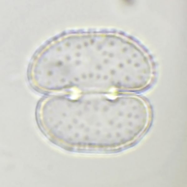 Cosmarium fontigenum